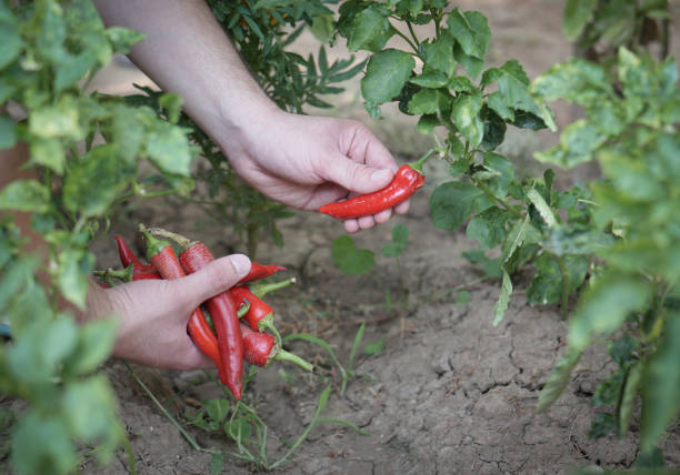 istock Male hands picking organic red peppers from a garden 2164977361