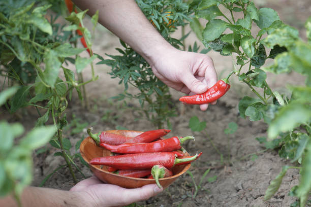 istock Male hands picking organic red peppers from a garden 2164977422