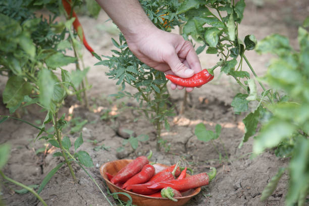 istock Male hands picking organic red peppers from a garden 2164977472