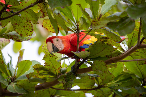 istock Voyage au costa rica 2164978863