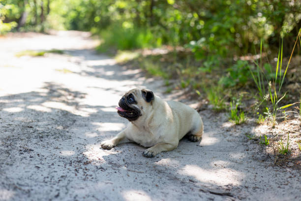 istock Pug close-up portrait on a path in the forest. 2164980355