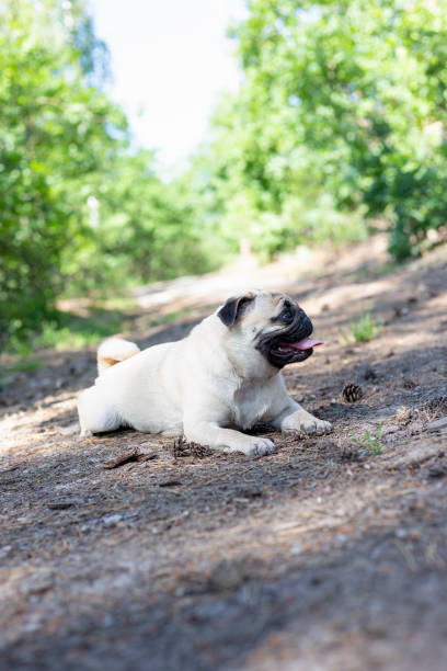istock Pug close-up portrait on a path in the forest. 2164980357