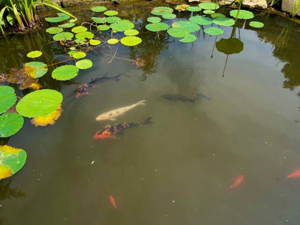 istock Koi fish swimming in the small pond 2164981345