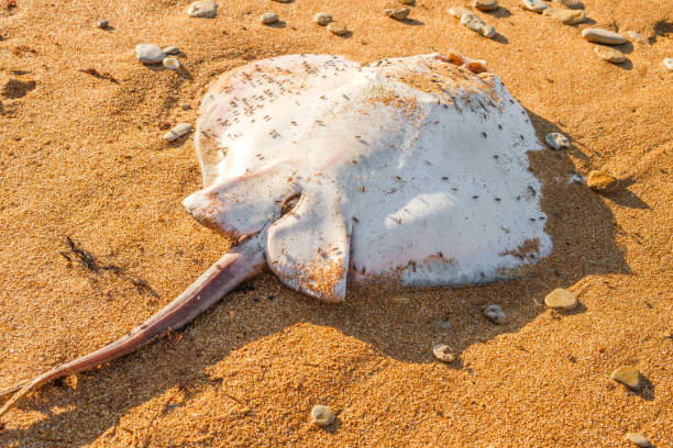 Cycle of life, fish carcasses