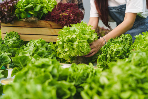 istock Hydroponics farm, Happy farmer owner harvested Organic vegetables. 2164982130