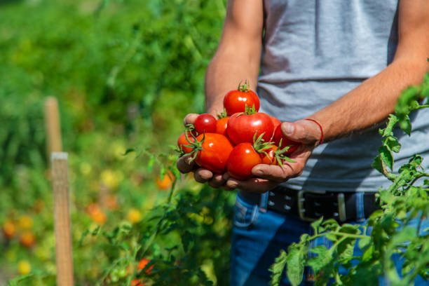 istock A farmer harvests tomatoes in the garden. Selective focus. 2164985391
