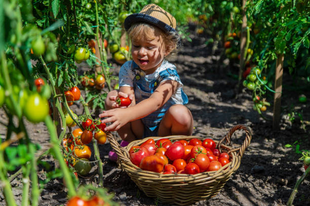 istock A child is harvesting tomatoes in the garden. Selective focus. 2164985418