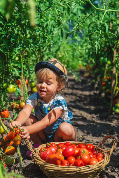 istock A child is harvesting tomatoes in the garden. Selective focus. 2164985419