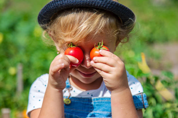 istock A child is harvesting tomatoes in the garden. Selective focus. 2164985447