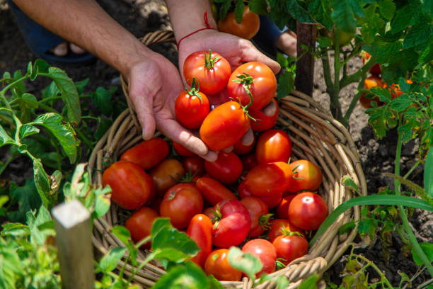 istock A farmer harvests tomatoes in the garden. Selective focus. 2164985451
