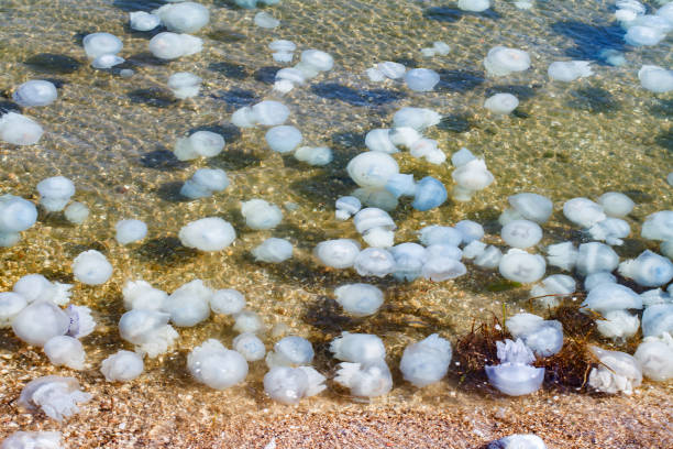 istock invasion of jellyfish on seashore 2164986394