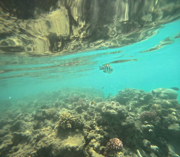 A beautiful beach photo that may or may not include fish!!