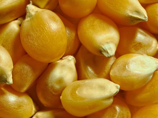 Macro of dried yellow corn kernels. Side lit to enhance details and texture.
