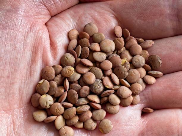 istock Closeup of hand holding uncooked lentils 2164990109