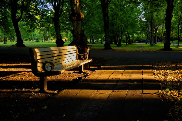 An empty bench sits on a grassy field surrounded by trees in a calm park setting. The winter landscape provides ample copy space, ideal for design use or backgrounds.