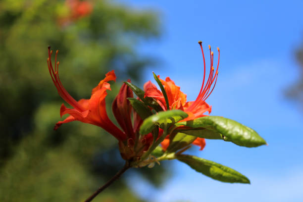 Macro shot of vibrant orange azalea leaves with intricate details, set against a softly blurred background.