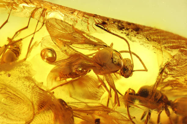 istock winged ants imprisioned in Baltic amber 2164992650