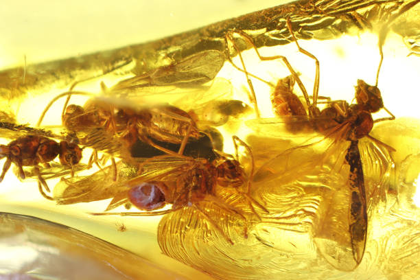 istock winged ants imprisioned in Baltic amber 2164992776