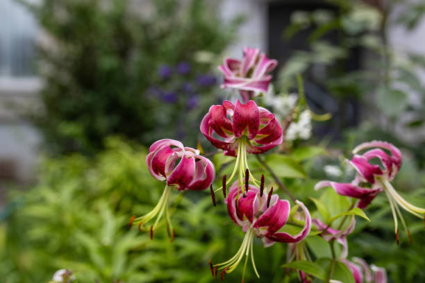 Lily 