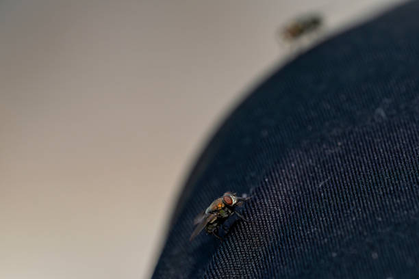 Housefly macro photo on pants outside in Summer