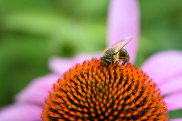 An echinacea flower and a bee. Echinacea purpurea.