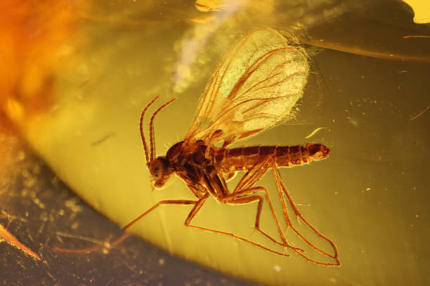 istock gall midge (Cecidomyiidae) imprisioned in amber from Bitterfeld, Germany 2164993371