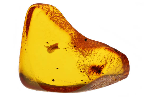 istock butterfly larva and ant imprisioned in amber from Bitterfeld, Germany 2164993434