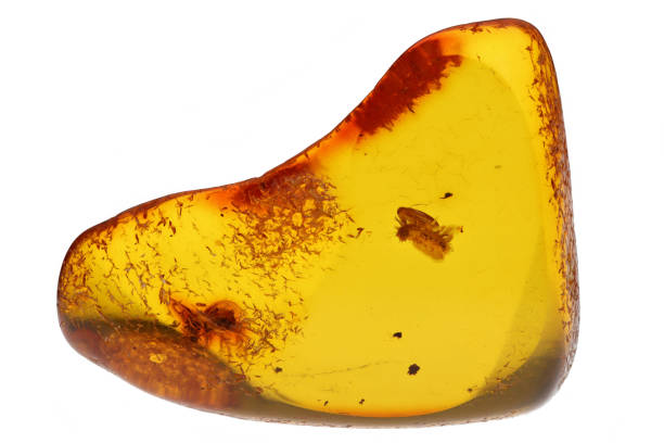 istock butterfly larva and ant imprisioned in amber from Bitterfeld, Germany 2164993439