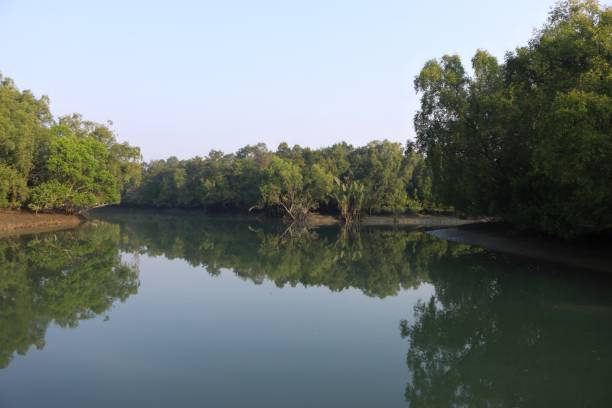 istock A canal in Sundarbans. 2164993562