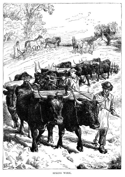 Farm workers undertaking springtime work In springtime, 19th-century farm workers plough with teams of horses while other workers in smocks and straw hats drive oxen pulling a harrow. From “Cottager and Artisan” for 1872, published in London by the Religious Tract Society. a man plowing a farm with horses stock illustrations