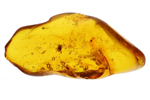 istock spider mite (Tetranychidae) imprisioned in amber from Bitterfeld, Germany isolated on white background 2164993885