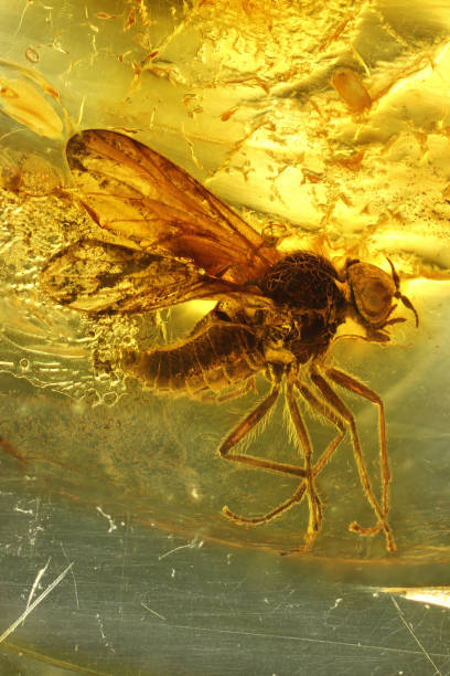 istock snipe fly (Rhagionidae Bolbomyia) imprisioned in Baltic amber 2164993886