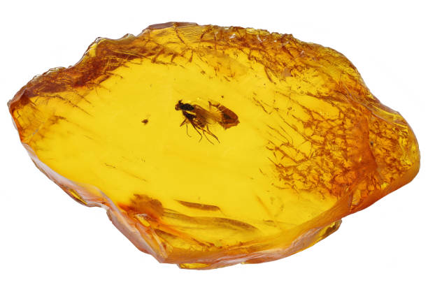 istock fruit fly imprisioned in amber from Bitterfeld, Germany isolated on white background 2164993962