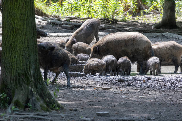 istock Wild boar (Sus scrofa) in the forest 2164994903