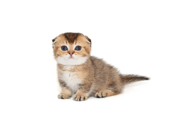 istock Scottish fold kitten, striped red color 2164996283