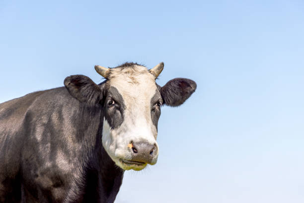 Cow head authentic, horned black and white and a blue sky, breed of cattle: blaarkop, fleckvieh