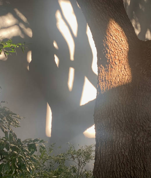 Playful tree branch shadows on white building with tree trunk and bush