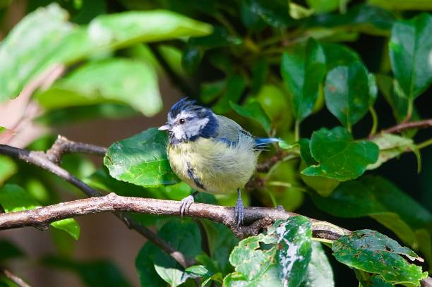 istock Blue tit garden bird perched on a branch 2165007649