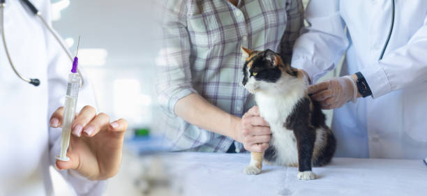 istock Veterinary treatment for a cat. 2165008887
