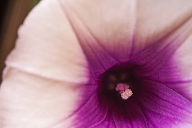 Macro image of the flower of the sweet potato (Ipomoea sagittata)