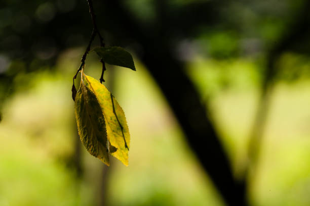 July 7, 2024: Two beautiful yellow and green leaves on a tree backlit by the sun