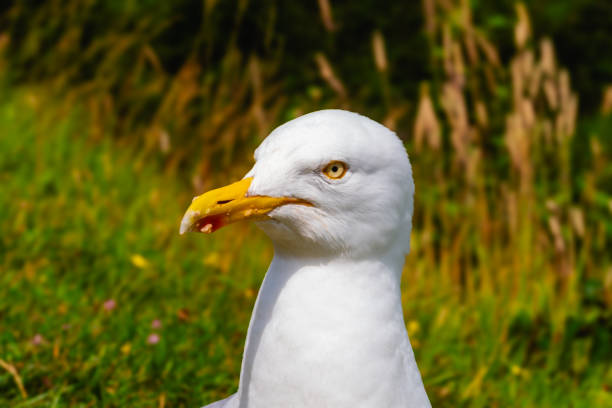 European herring gull (Larus argentatus) Close up at white cliff