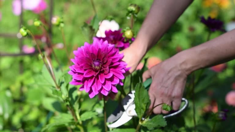840+ Red Dahlia Stock Videos and Royalty-Free Footage - iStock | Red rose, Flower, Ruby