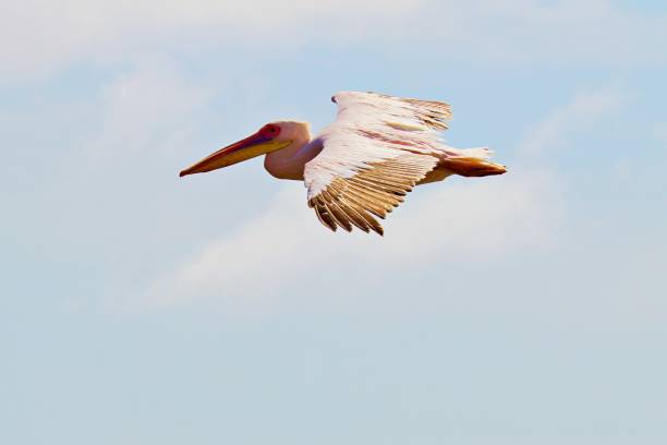 Big sea Bird