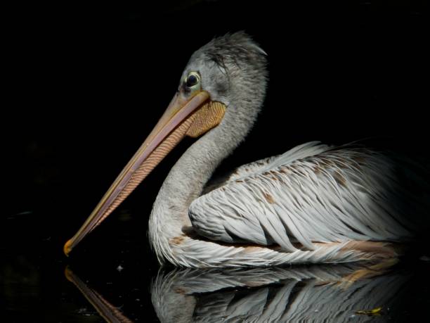 istock Close up of pelican 2165020112