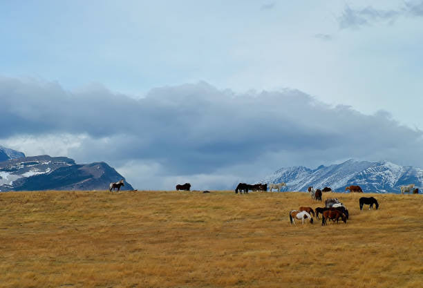 Mountains of eastern Glacier National Park rise above a slope of dry grasses. Lingering snow can still be seen on the mountainsides.  A herd of horses peacefully grazes on the hillside as dark clouds in a pale blue sky threaten from above.