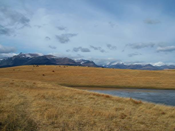 istock The Rocky Mountain Front with Horses 2165021648