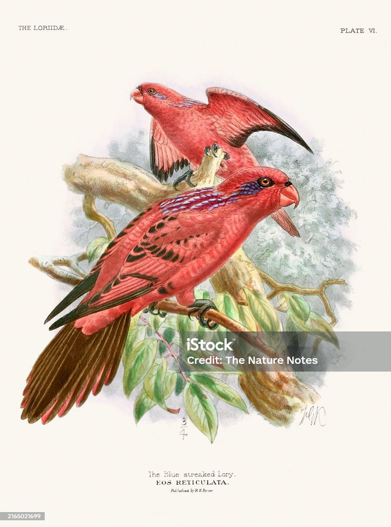 Vintage Parrot Illustration. Colorful drawing of parrots from a 19th-century book published in London. - Lizenzfrei Altertümlich Stock-Illustration Vintage Parrot Illustration. Colorful drawing of parrots from a 19th-century book published in London. - Lizenzfrei Altertümlich Stock-Illustration