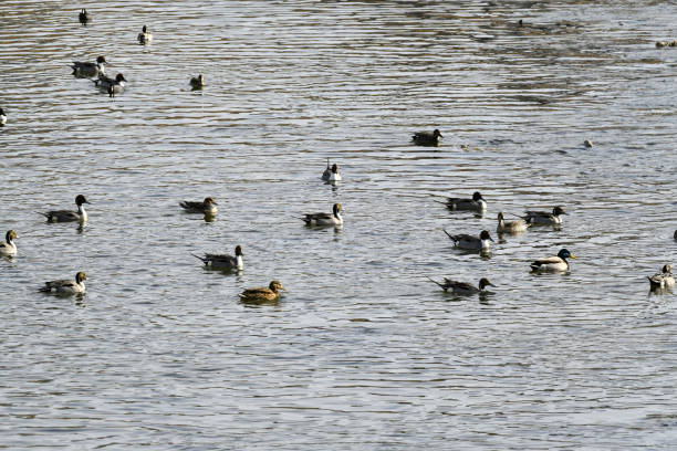 A number of northern pintail ducks are floating on the river.