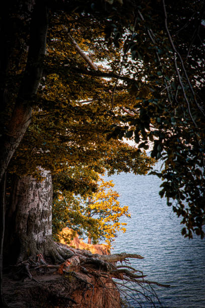 Beautiful view in natural park in Gdynia. Orlowo cliff. Forest on the mounting on the sea coast